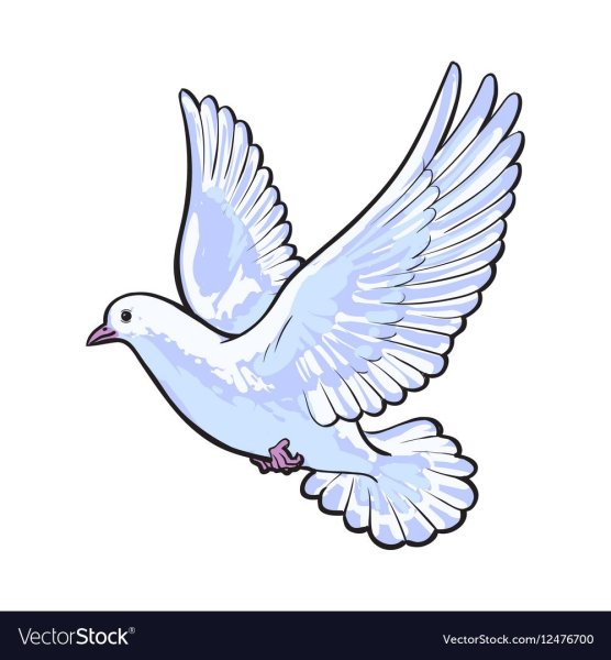 Голуби для детского сада