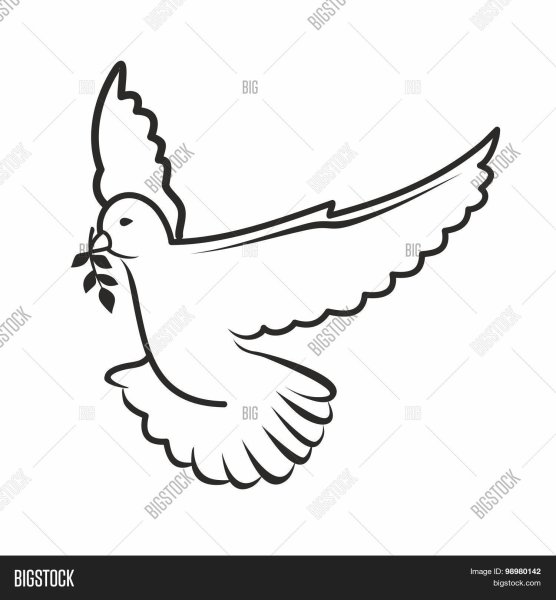 Белый голубь контур