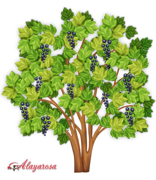 Куст смородины на белом фоне