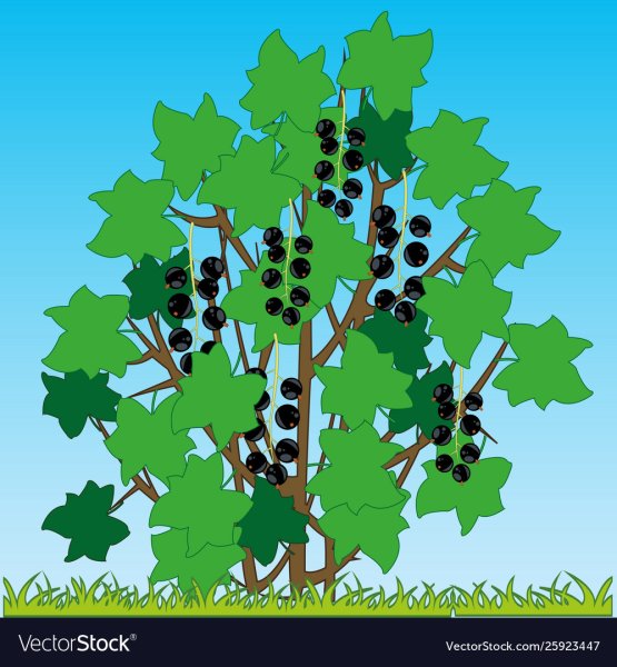 Черная смородина в живописи