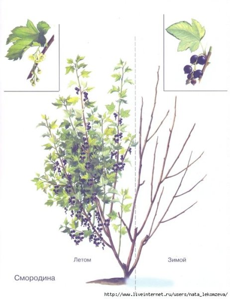 Смородина куст