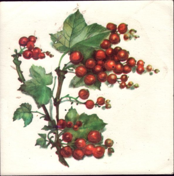 Кустарник распечатать по контуру