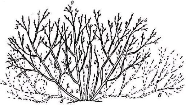 Раскраска кустарник смородина