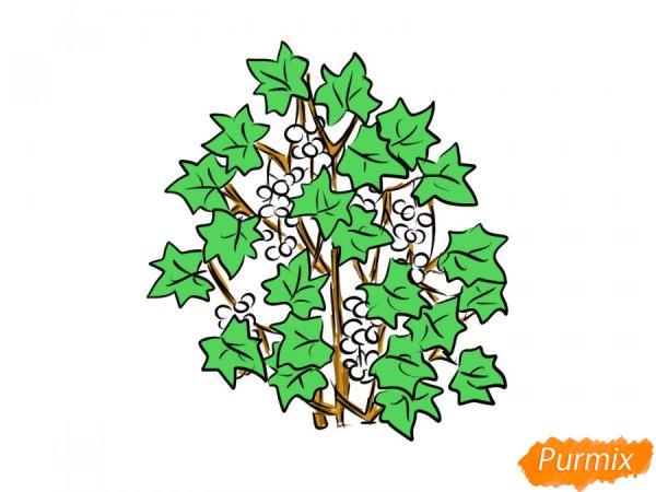 Обрезка жимолости осенью схема