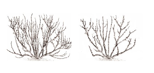 Куст смородины вектор