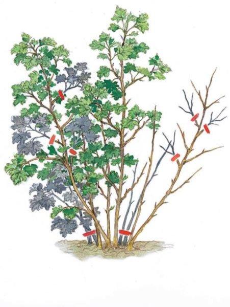 Смородина красная