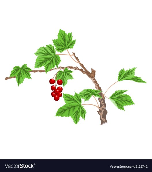 Кусты малины схематически