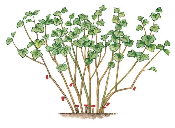 Смородина черная Ботанический рисунок