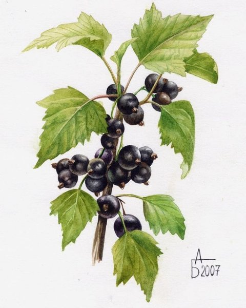 Смородина акварель