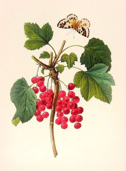 Куст смородины раскраска