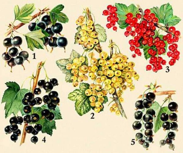 Крыжовник дерево кустарник