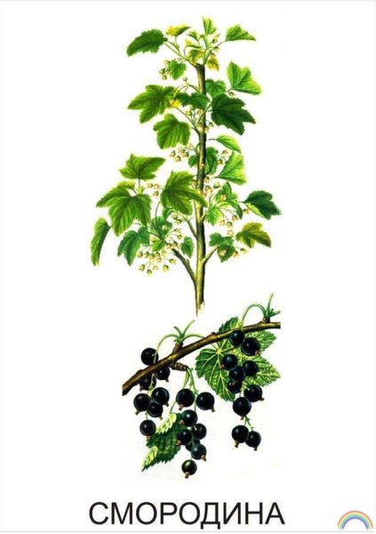 Строение кустарника смородины