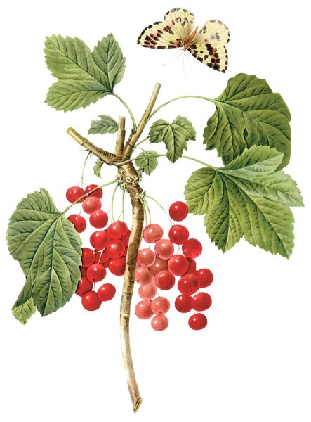 Куст смородины раскраска