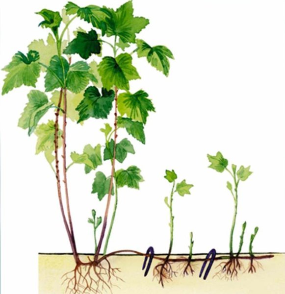 Ветка калины рисунок