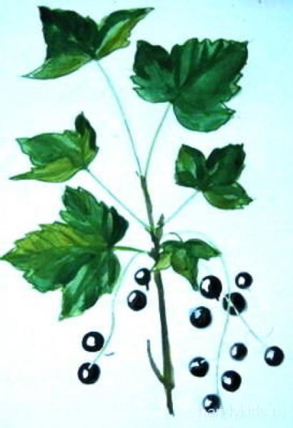 Изображение куста смородины