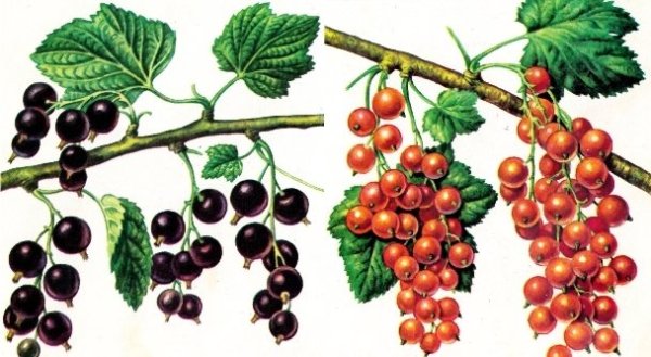 Разукрашка крыжовник