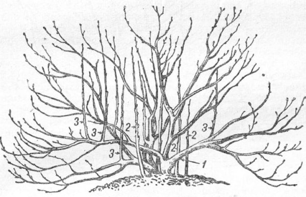 Смородина прикорневая розетка