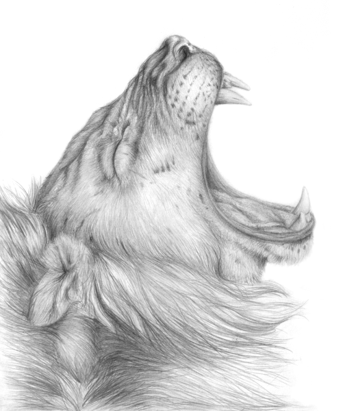 Лапа Льва эскиз