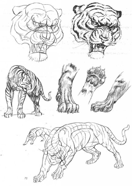 Тигры анатомия референсы
