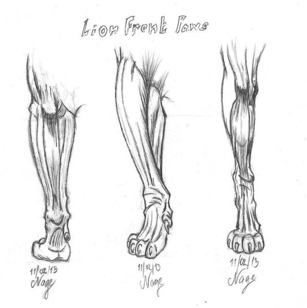 Анатомия конечностей Львов