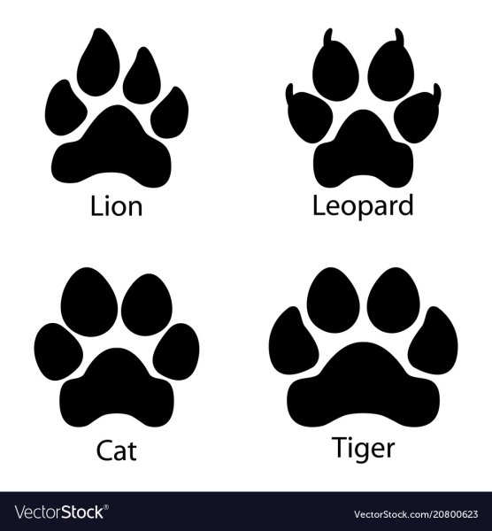 Отпечаток лапы леопарда