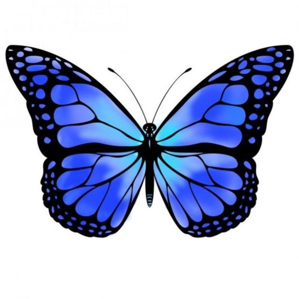 Синяя бабочка