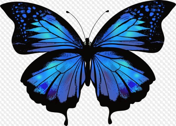 Синяя бабочка для детей