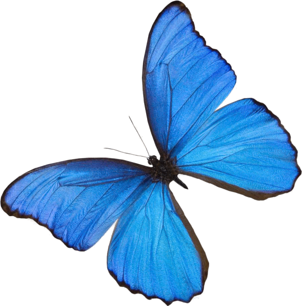 Бабочки голубого цвета