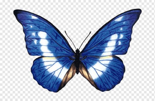 Бабочка рисунок