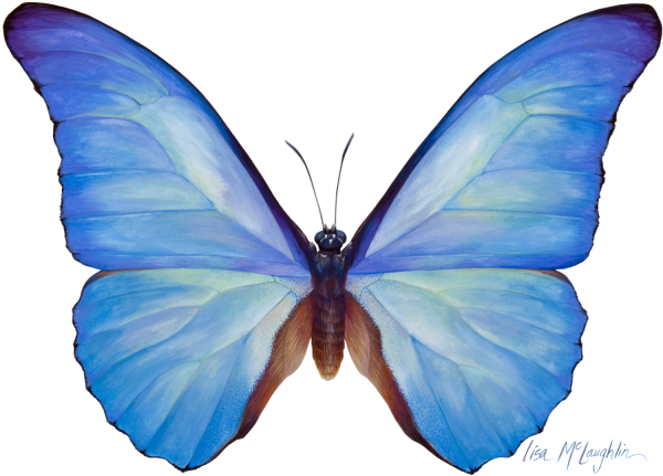 Голубая бабочка