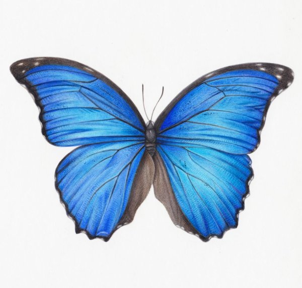 Синяя бабочка