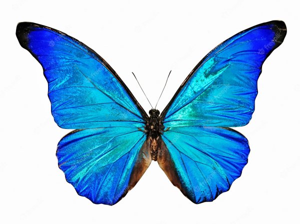 Бабочка Морфо