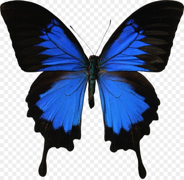 Бабочки картинки