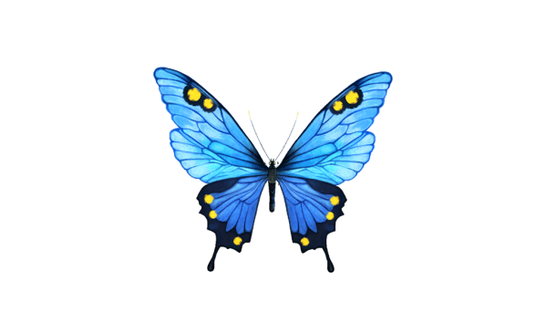 Маленькая бабочка на белом фоне