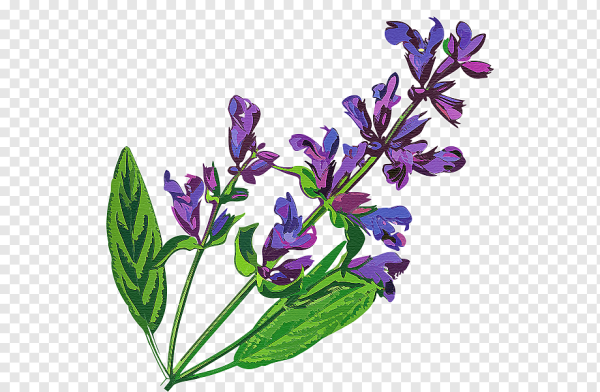 Сальвия шалфей Ботаническая иллюстрация