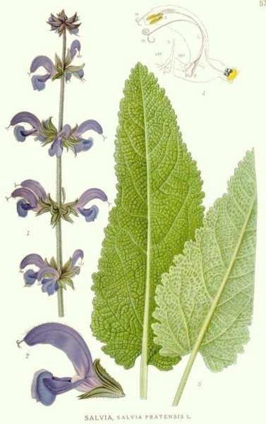 Шалфей строение листа