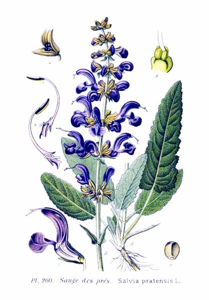 Salvia officinalis Ботаническая иллюстрация