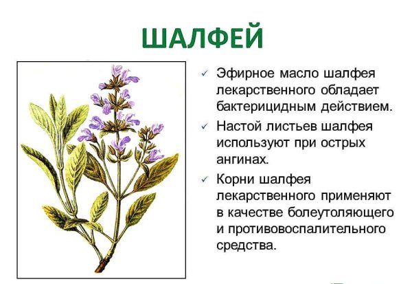 Сальвия шалфей Ботаническая иллюстрация