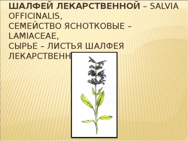 Шалфей Луговой листья