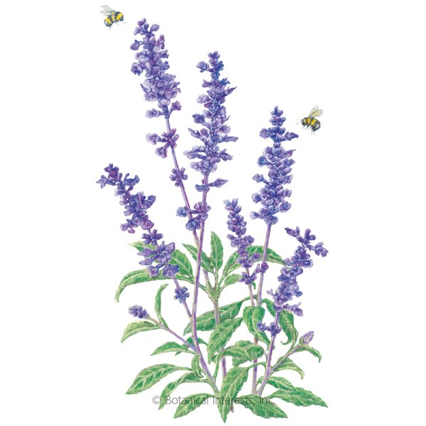 Шалфей лекарственный