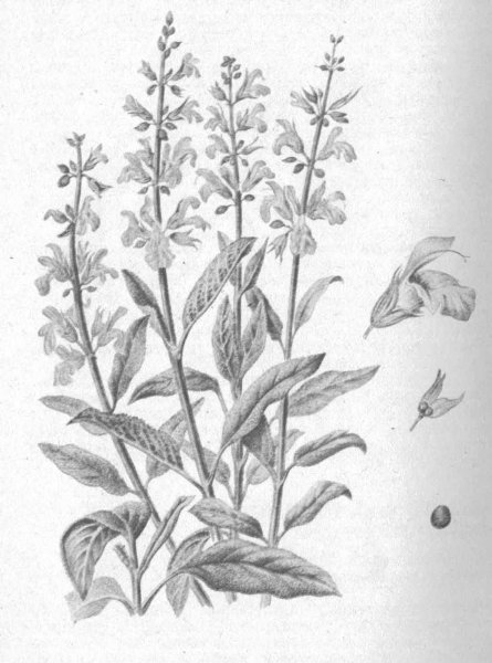 Шалфей лекарственный - Salvia officinalis l.