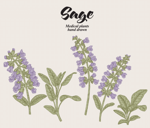 Salvia officinalis рисунок
