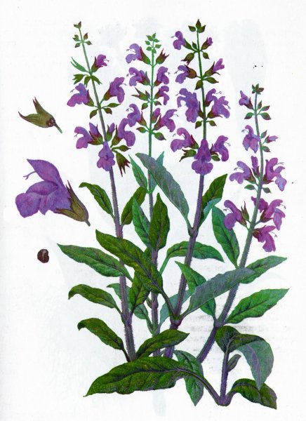 Шалфей лечебные свойствв