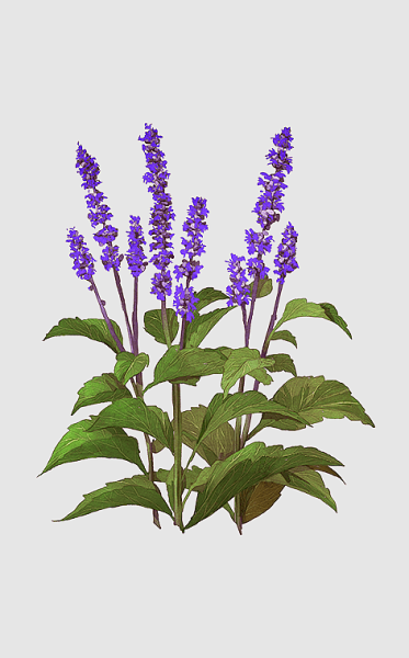 Salvia officinalis Ботаническая иллюстрация