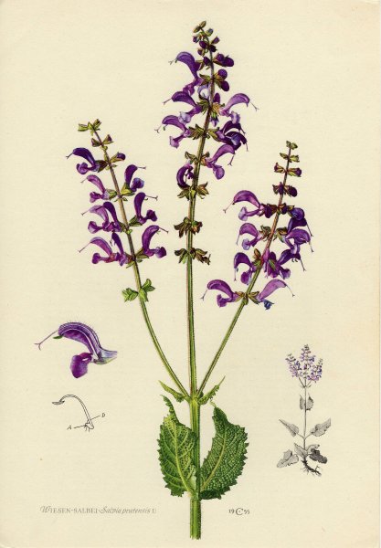 Шалфей логотип