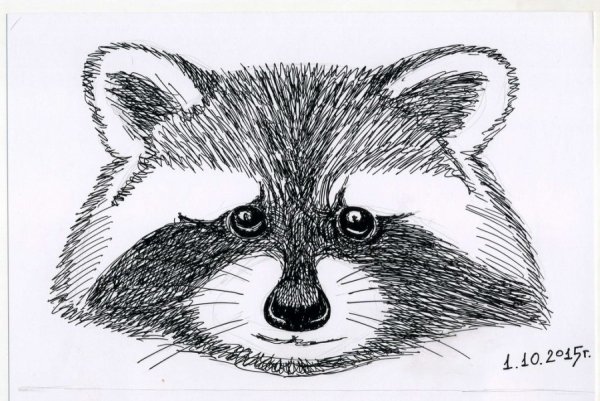 Схема рисования енота