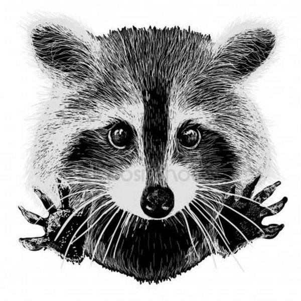 Енот набросок
