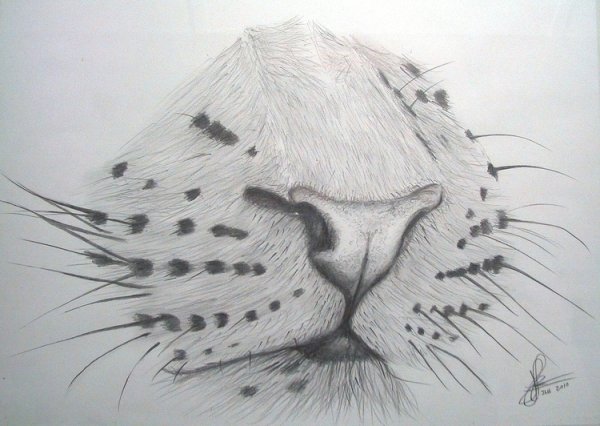 Кошачий нос зарисовки