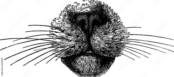 Кошачий носик