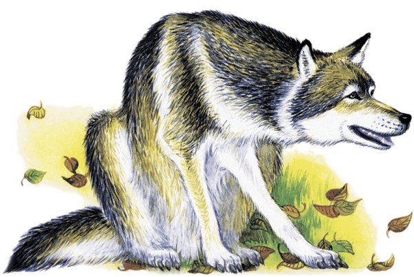 Сказка красная шапочка герой серый волк